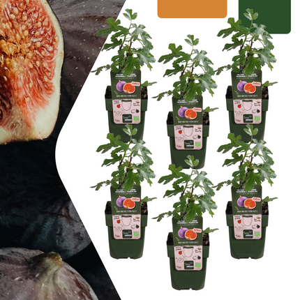 Alberi di fichi BIO - 6 pezzi - Ø 13 cm - ↨ 20 cm