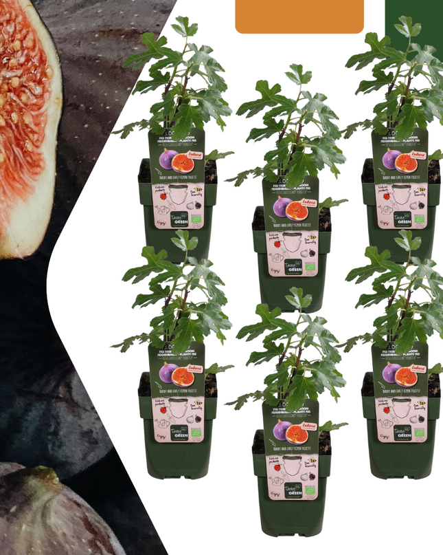 Alberi di fichi BIO - 6 pezzi - Ø 13 cm - ↨ 20 cm