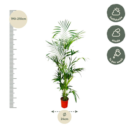Kentia Palm - 200 cm - ø24-30cm