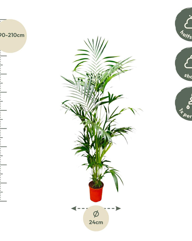 Kentia Palm - 200 cm - ø24-30cm