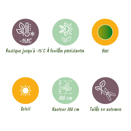 Bananen plant - Musa Basjoo - Winterhard - 6 planten - Pot 17cm Hoogte 40cm