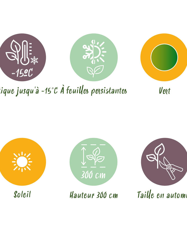 Bananen plant - Musa Basjoo - Winterhard - 6 planten - Pot 17cm Hoogte 40cm