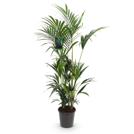 Plante d'intérieur - Howea Forsteriana - Palmier Kentia - Peu d'entretien - Vert - 1 plante - Pot 27 cm - Hauteur 180 cm