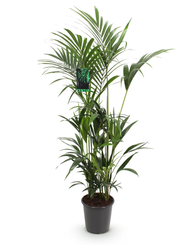 Zimmerpflanze - Howea Forsteriana - Kentia-Palme - Wenig Pflege - Grün - 1 Pflanze - Topf 27 cm - Höhe 180 cm