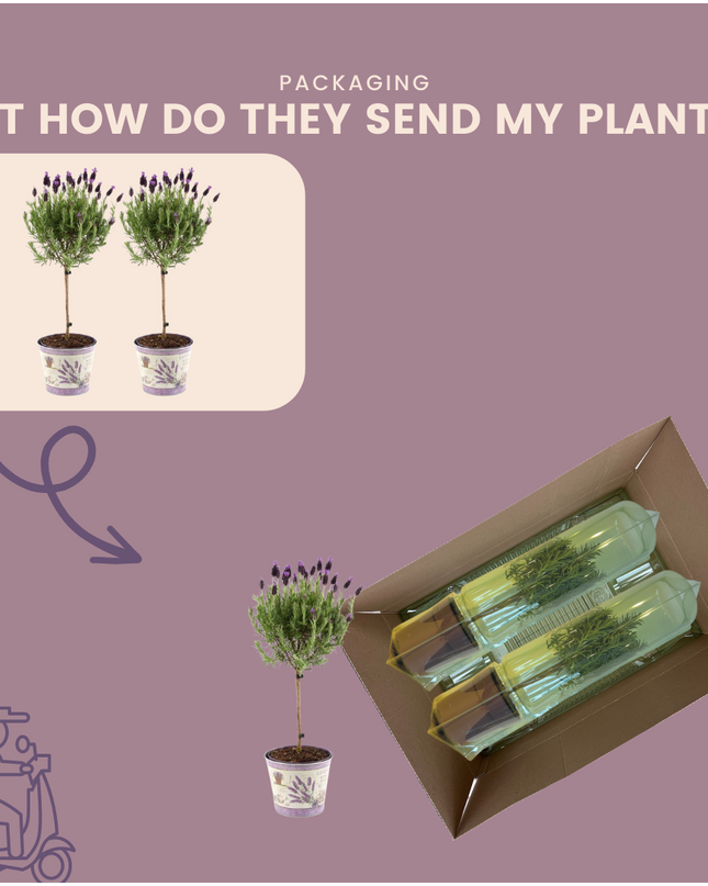 Lavandula stoechas Anouk auf Stamm im Lavendelprint Dekotopf - 15 cm Topf - Set aus 2 französischen Lavendeln auf Stamm im Dekotopf