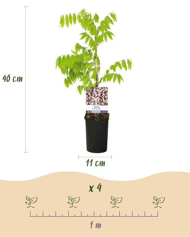 Blauwe regen - Wisteria floribunda Rosea - Bloem roze  - 1 plant - Pot 11cm Hoogte 40cm