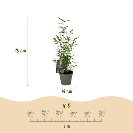 Bambou - Fargesia Black Dragon - Vert - 4 Plantes - Persistant - Non envahissant - Pot 14cm Hauteur 35cm