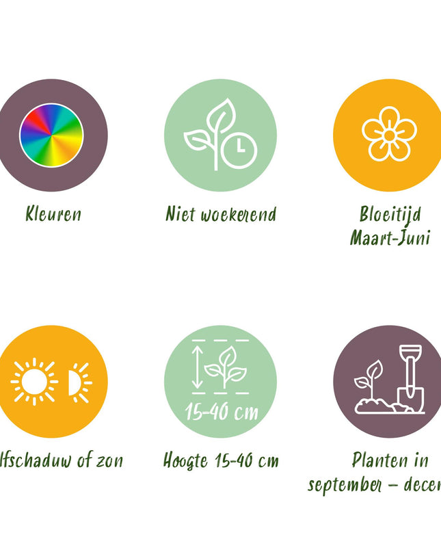 Bloembollen uit Nederland - Diversen Kleuren - 125 stuks - Gift Verpakking