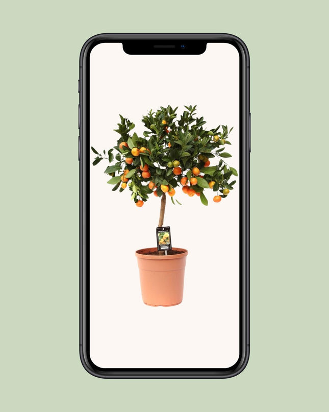 Citrus Calamondin - Ø22cm - ↕80cm