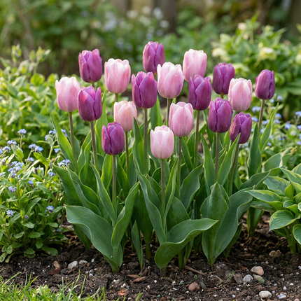24x Tulipa Macron mix - Macron mix tulip - Assorted - Spring-flowering bulb - Bulb size 11/12