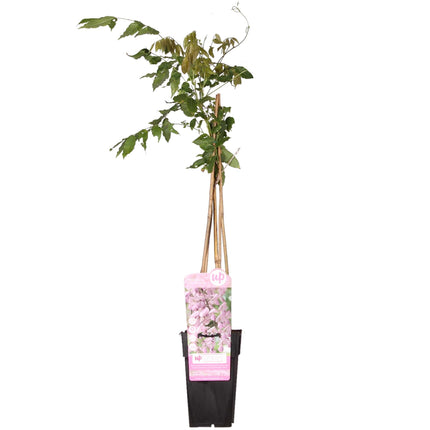 Roze Regen - Wisteria floribunda 'Rosea' - Ø15cm - ↕65cm