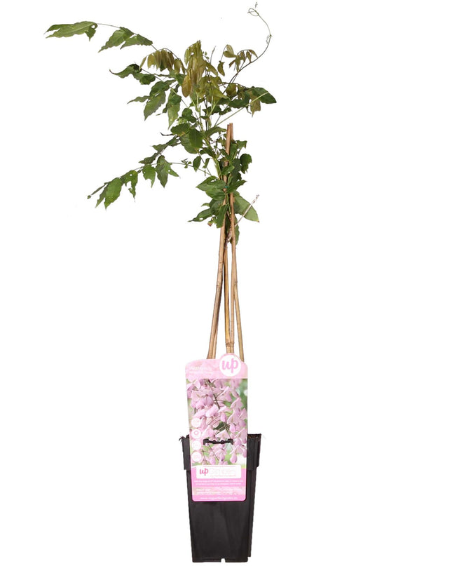 Roze Regen - Wisteria floribunda 'Rosea' - Ø15cm - ↕65cm