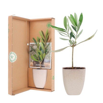 Mini Olijfboom - Brievenbuscadeau