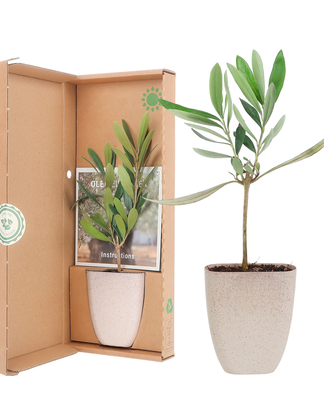 Mini Olijfboom - Brievenbuscadeau