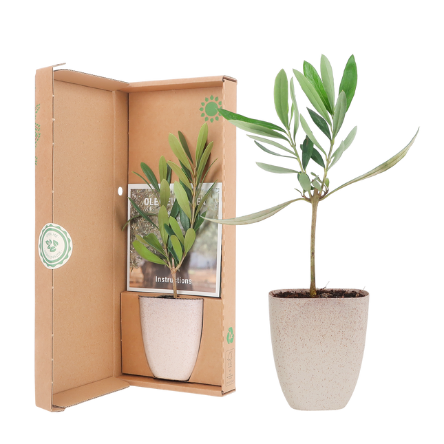 Mini Olijfboom - Brievenbuscadeau