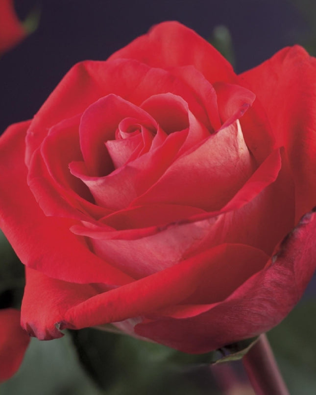 Klimroos Rosa Red Climber - 2 planten - Bloem Rood - Weinig onderhoud - Pot 11cm Hoogte 40cm