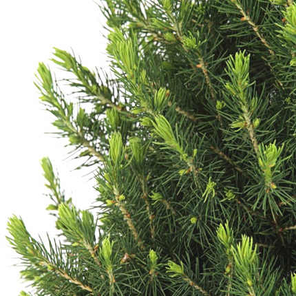 Kleine Kerstboom in Xmas Bag blauw - 70 cm - Picea Glauca Conica