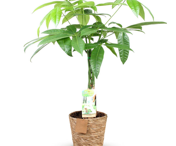 Pachira Aquatica geflochtener Stamm - Geldbaum + Korb - Grün