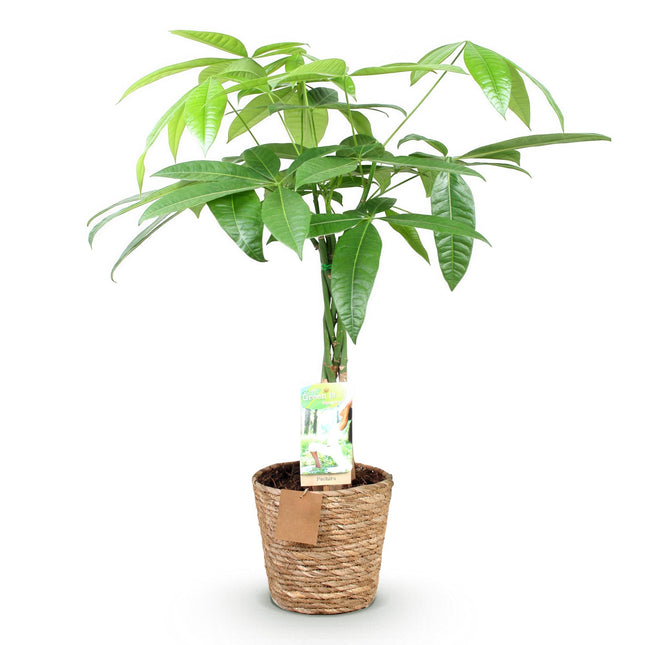 Pachira Aquatica geflochtener Stamm - Geldbaum + Korb - Grn - 1 Pflan   World of Dutch Flowers & Plants B.V.