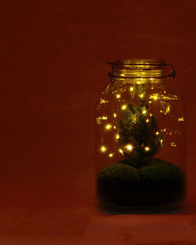 DIY terrarium - Jar Christmas - ↕ 28 cm
