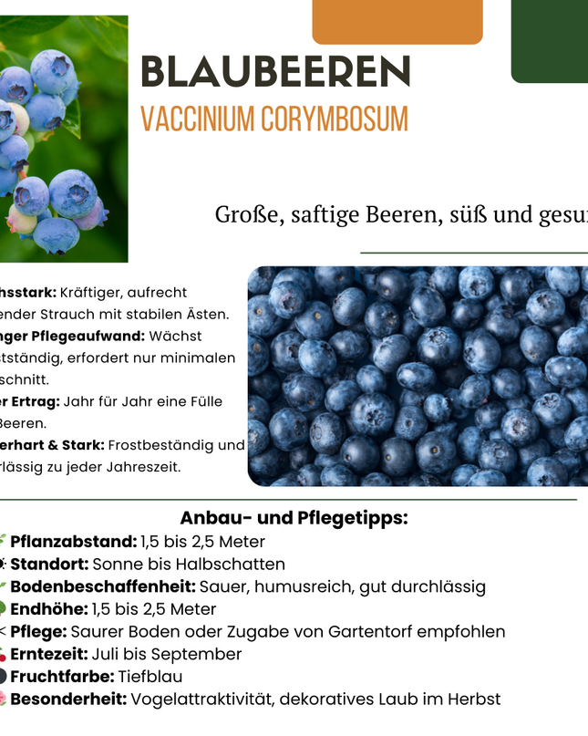 Mix di piante da frutto BIO 5 pezzi - Lampone/ Ribes/ Mirtillo/ Uva/ Mora