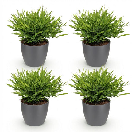 Bamusa Pogonatherum Monica - Hierba de Bambú - 4 Plantas - con Maceta Gris - Maceta 12cm - Altura 20cm