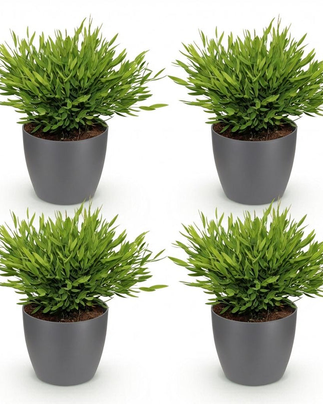 Bamusa Pogonatherum Monica - Hierba de Bambú - 4 Plantas - con Maceta Gris - Maceta 12cm - Altura 20cm