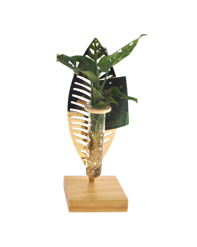 Hydroponie Kamerplanten Mix In Verona Glas - Ø7cm - ↕10cm - 1 stuk