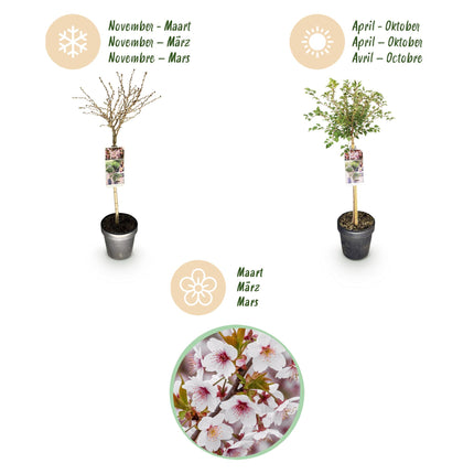 Prunus incisa Koujou-no-mai – Terrassenpflanze – sommergrün – winterhart – weiße Blüte – Topf 19cm Höhe 90cm
