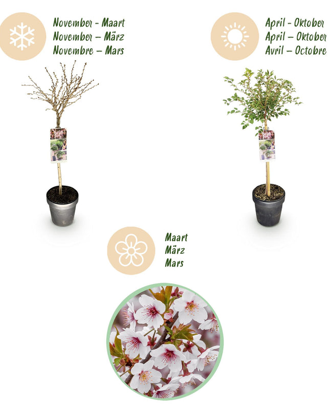 Prunus incisa Koujou-no-mai – Terrassenpflanze – sommergrün – winterhart – weiße Blüte – Topf 19cm Höhe 90cm