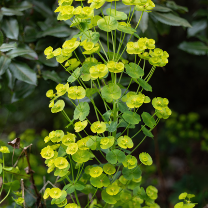 48x Euphorbia amygdal. robbiae - ↕10-25cm - Ø9cm