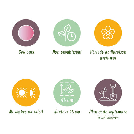 Bloembollen - Tulp Double Pink - Kleur Roze - 12 stuks - Bolmaat 11/12 - XXL Pack