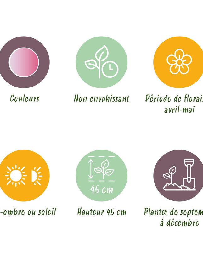 Bloembollen - Tulp Double Pink - Kleur Roze - 12 stuks - Bolmaat 11/12 - XXL Pack