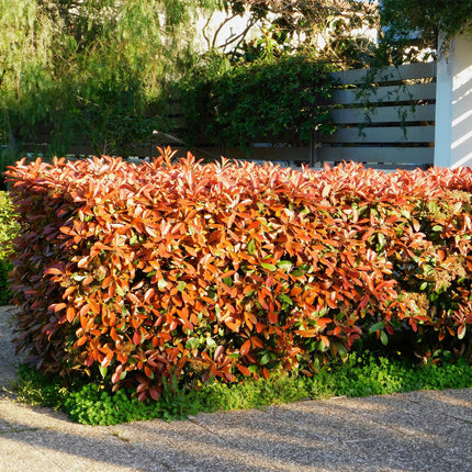 Plantas para setos - Photinia fraseri Red Robin - verde rojo - 6 unidades - 1 metro lineal - maceta 17 cm altura 50 cm