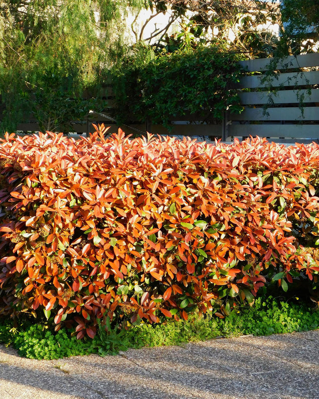 Piante da siepe - Photinia fraseri Red Robin - verde rosso - 6 pezzi - 1 metro lineare - vaso 17 cm altezza 50 cm