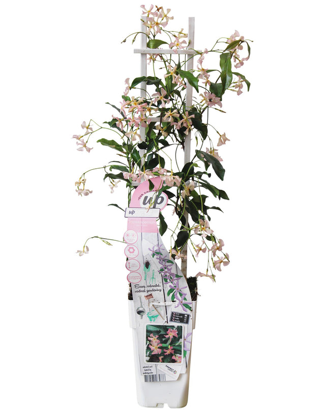 Trachelospermum 'Star of Ibiza' - Toscaanse Jasmijn Roze - Ø15cm - ↕65cm