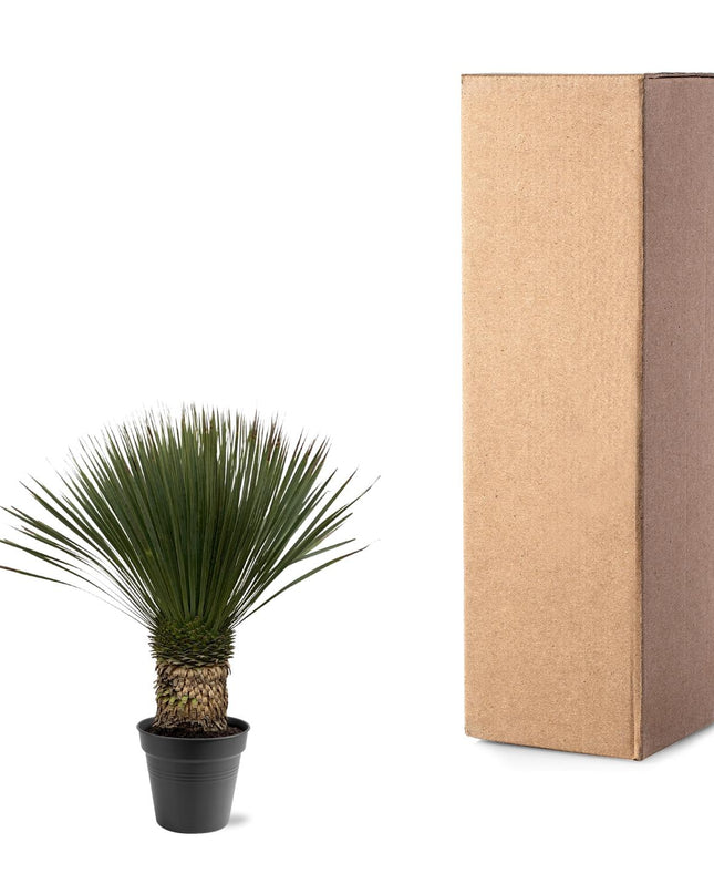 Yucca Rostrata - 80 - 100cm- Ø38