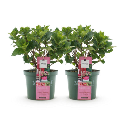Hortensia Roze Groen - Hydrangea Magical Green Fire - 2 Planten - Pot 23cm Hoogte 55cm