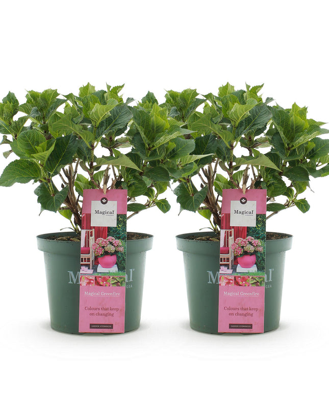 Hortensia Roze Groen - Hydrangea Magical Green Fire - 2 Planten - Pot 23cm Hoogte 55cm