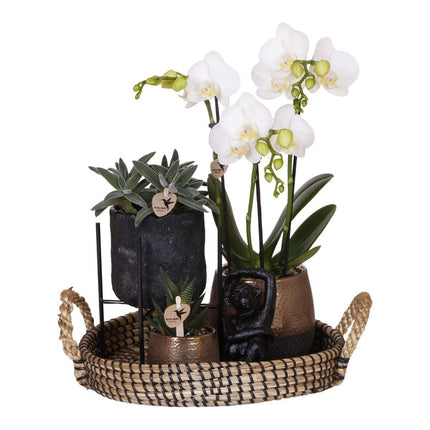 Kolibri Company | Gift set Urban Nature | Plantenset met Phalaenopsis Orchidee en Succulenten incl. keramieken sierpotten