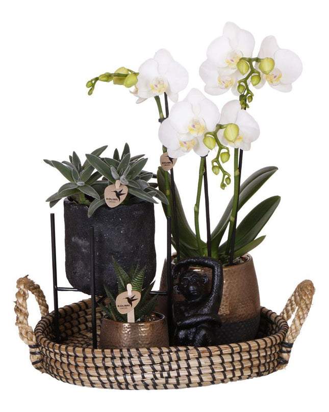 Kolibri Company | Gift set Urban Nature | Plantenset met Phalaenopsis Orchidee en Succulenten incl. keramieken sierpotten