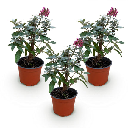 Arbusto de mariposas rojo - 3 plantas - Buddleja davidii Butterfly Candy Little Ruby - Maceta 12cm - Altura 20-25cm