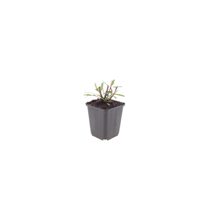 48x Gaura l. 'Whirling Butterflies' - ↕10-25cm - Ø9cm
