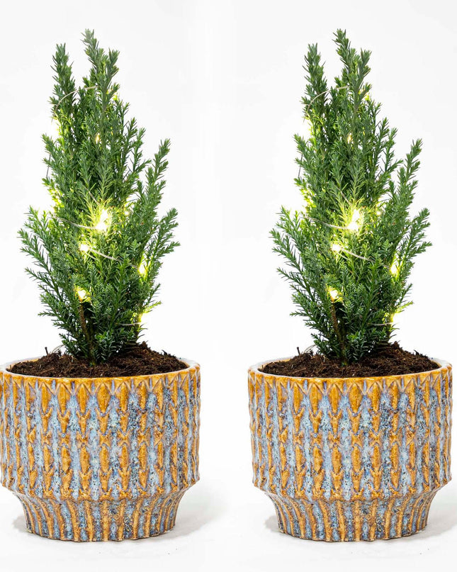 Set van 2 - Kerstboom 'Ellwoodii' + Pot Echo + 20 led lampen - 25 /30 cm hoog