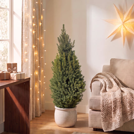Kerstboom - Picea glauca Conica - Kegelspar - Ø26cm - ↕110cm