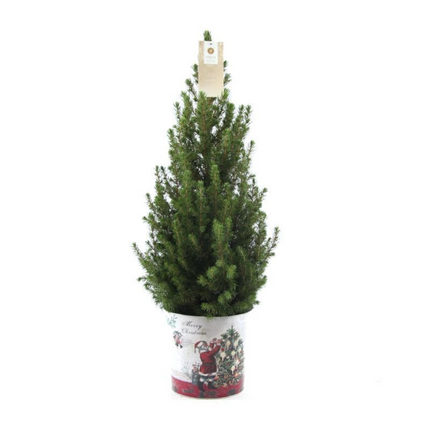 Kleine Kerstboom in Kerstmis sierpot - 70 cm - Picea Glauca Conica