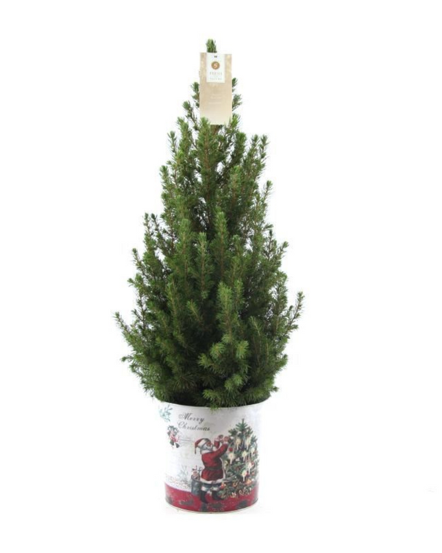 Kleine Kerstboom in Kerstmis sierpot - 70 cm - Picea Glauca Conica
