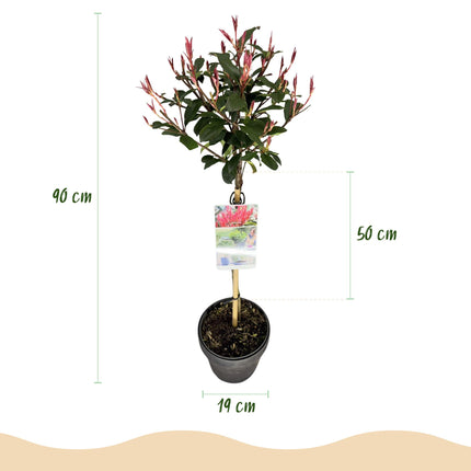 Photinia fraseri Carre Rouge – Terrassenpflanze – immergrün – winterhart – grün-rotes Blatt – Topf 19cm Höhe 90cm
