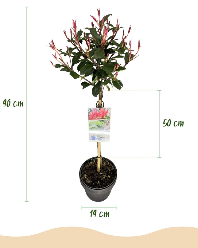 Photinia fraseri Carre Rouge – Terrassenpflanze – immergrün – winterhart – grün-rotes Blatt – Topf 19cm Höhe 90cm