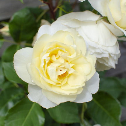 Rosa Crazy in love 'Vanilla' - Creme Roos - Ø15cm - ↕65cm